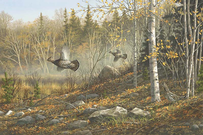 Ruffed Grouse image